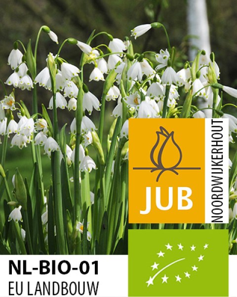 Leucojum gravetye giant.jpg
